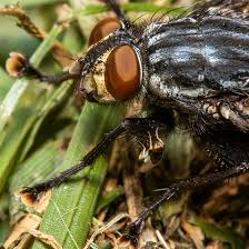 Attēlu rezultāti vaicājumam “Sarcophaga carnaria”