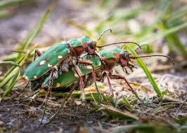 Attēlu rezultāti vaicājumam “Cicindela campestris”