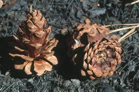Attēlu rezultāti vaicājumam “Pinus ponderosa fruit”
