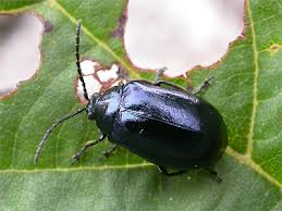 Attēlu rezultāti vaicājumam “Agelastica alni”