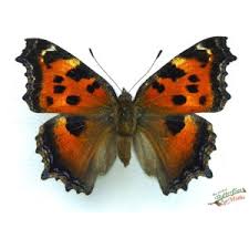 Attēlu rezultāti vaicājumam “Nymphalis xanthomelas larva”