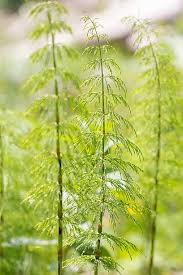 Attēlu rezultāti vaicājumam “Equisetum sylvaticum”