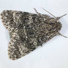 Attēlu rezultāti vaicājumam “Acronicta megacephala larva”