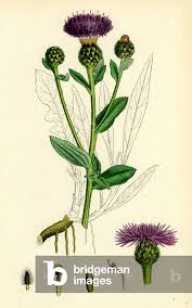 Attēlu rezultāti vaicājumam “Orobanche elatior flower”