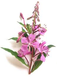 Attēlu rezultāti vaicājumam “Epilobium parviflorum”