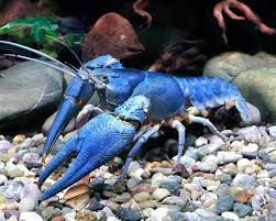 Attēlu rezultāti vaicājumam “Astacus astacus”