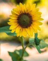 Image result for Sonnenblume