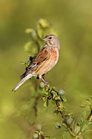 Attēlu rezultāti vaicājumam “Carduelis cannabina adult”