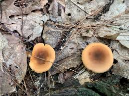 Attēlu rezultāti vaicājumam “Hygrophoropsis aurantiaca”