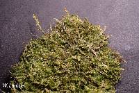 Attēlu rezultāti vaicājumam “Breidleria pratensis”