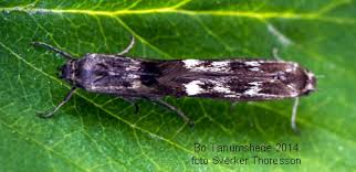 Attēlu rezultāti vaicājumam “Scythris limbella”