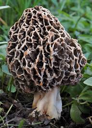 Attēlu rezultāti vaicājumam “Morchella sp.”