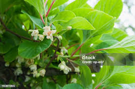 Attēlu rezultāti vaicājumam “Schisandra chinensis flower”