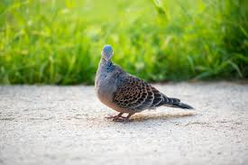 Image result for Streptopelia orientalis