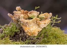 Attēlu rezultāti vaicājumam “Lenzites betulina”