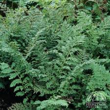 Attēlu rezultāti vaicājumam “Athyrium filix-femina”