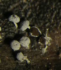 Attēlu rezultāti vaicājumam “Craterium aureum spores”