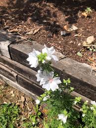 Image result for Malva moschata alba