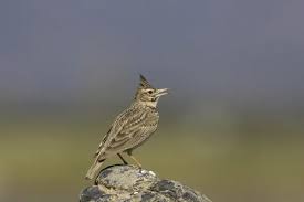 Attēlu rezultāti vaicājumam “Galerida cristata adult”