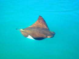 Image result for Rhinoptera brasiliensis