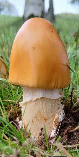 Attēlu rezultāti vaicājumam “Amanita crocea”