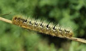 Attēlu rezultāti vaicājumam “Lasiocampa quercus imago”