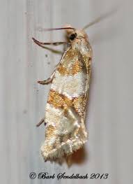 Attēlu rezultāti vaicājumam “Tortricidae”