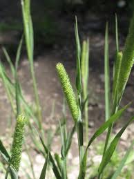Attēlu rezultāti vaicājumam “Phleum pratense”