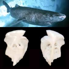 Image result for Somniosus microcephalus