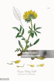 Image result for Anthyllis vulneraria