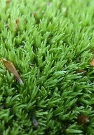 Attēlu rezultāti vaicājumam “Leucobryum juniperoideum”