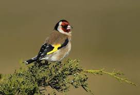 Attēlu rezultāti vaicājumam “Carduelis carduelis adult”