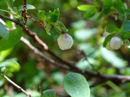 Attēlu rezultāti vaicājumam “Vaccinium uliginosum bud”