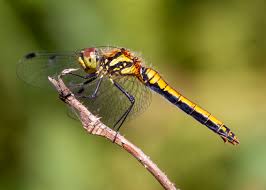 Attēlu rezultāti vaicājumam “Sympetrum danae”