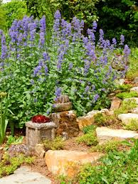 Image result for Nepeta cataria