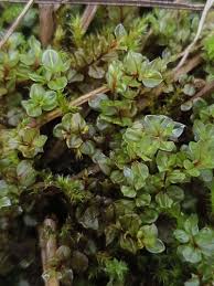 Attēlu rezultāti vaicājumam “Cinclidium stygium”