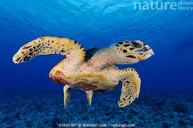 Image result for Eretmochelys imbricata