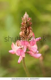 Attēlu rezultāti vaicājumam “Onobrychis arenaria fruit”
