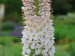 Image result for Steppenkerze