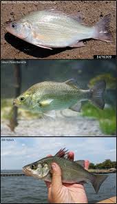 Image result for Morone americana