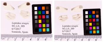 Attēlu rezultāti vaicājumam “Leptidea sinapis underside”