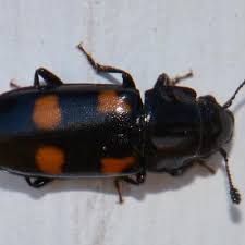 Attēlu rezultāti vaicājumam “Glischrochilus grandis”