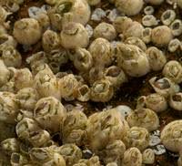 Attēlu rezultāti vaicājumam “Balanus improvisus”