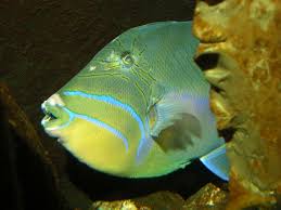 Image result for Balistes vetula