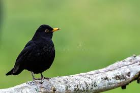 Attēlu rezultāti vaicājumam “Turdus merula male”