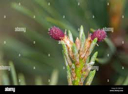 Attēlu rezultāti vaicājumam “Pinus sylvestris female flower”