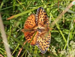 Attēlu rezultāti vaicājumam “Argynnis aglaja underside”