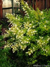 Attēlu rezultāti vaicājumam “Philadelphus coronarius flower”