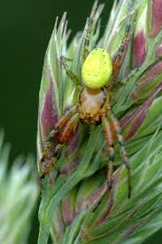 Attēlu rezultāti vaicājumam “Araniella male”