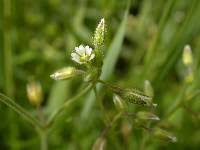 Attēlu rezultāti vaicājumam “Cerastium semidecandrum leaf”